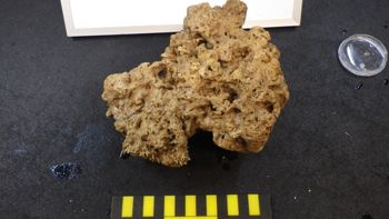 Media type: image;   Invertebrate Zoology 153498 Description: Live specimen.;